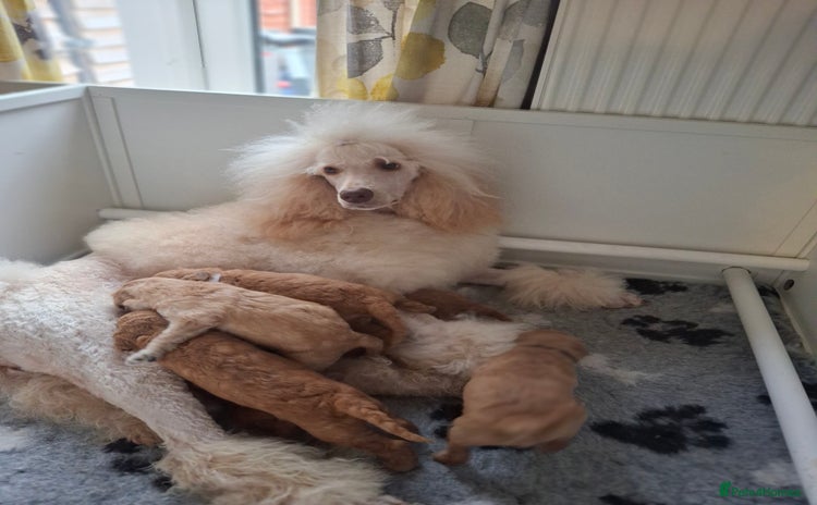 Standard Poodle dogs - Advert 1