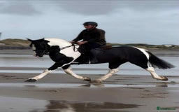 Irish Cob horses for sale: Henry -The real life super cob  - Image 8