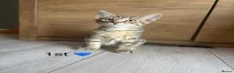 Mixed Breed cats for sale: Kittens  in Grantham - Advert 13