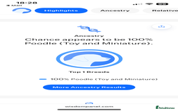 Cavapoochon dogs for sale: Cavapoochon Puppies ready from 20th December 2025  - Advert 29