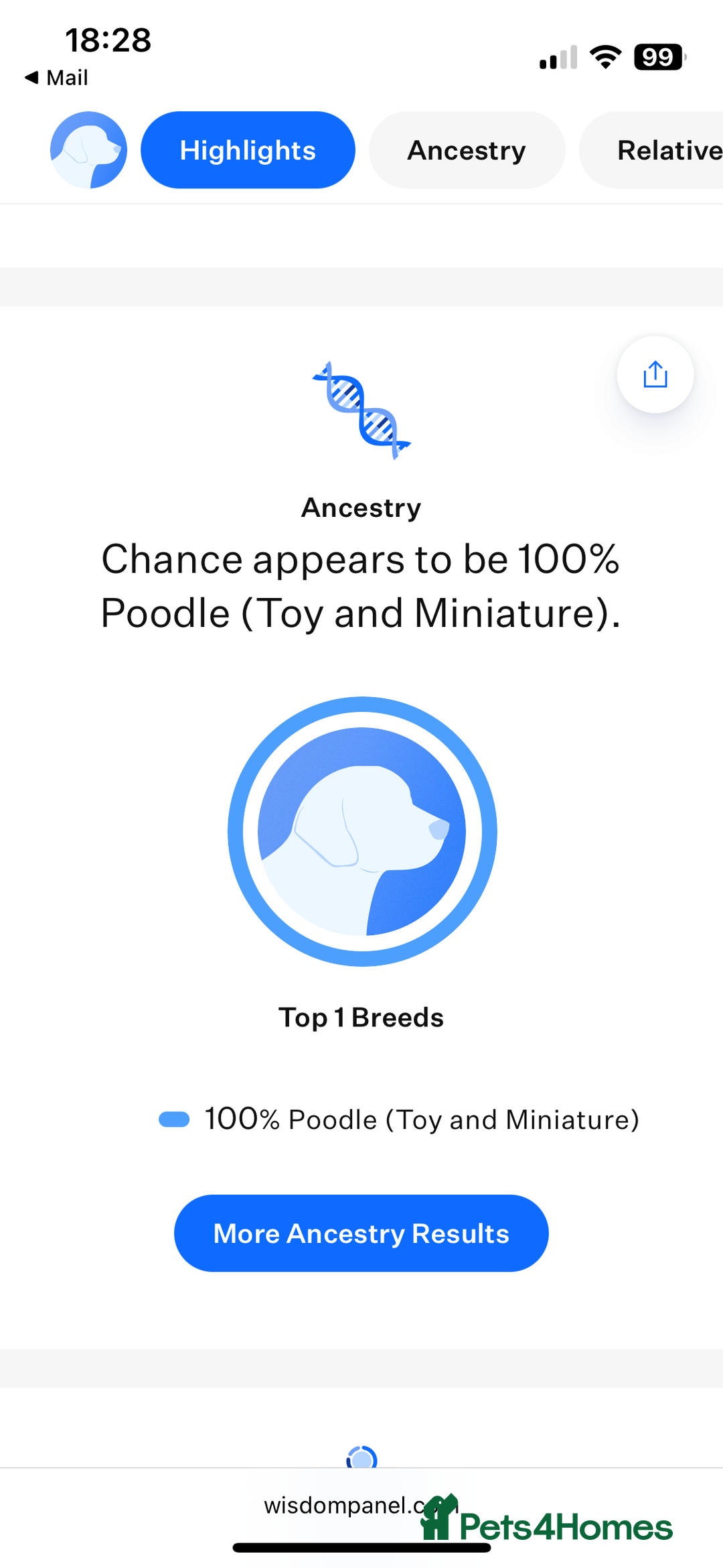 Cavapoochon dogs for sale: Cavapoochon Puppies ready from 20th December 2025  - Advert 29