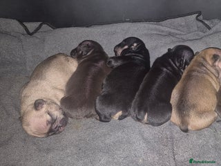 French Bulldog dogs - Advert 8