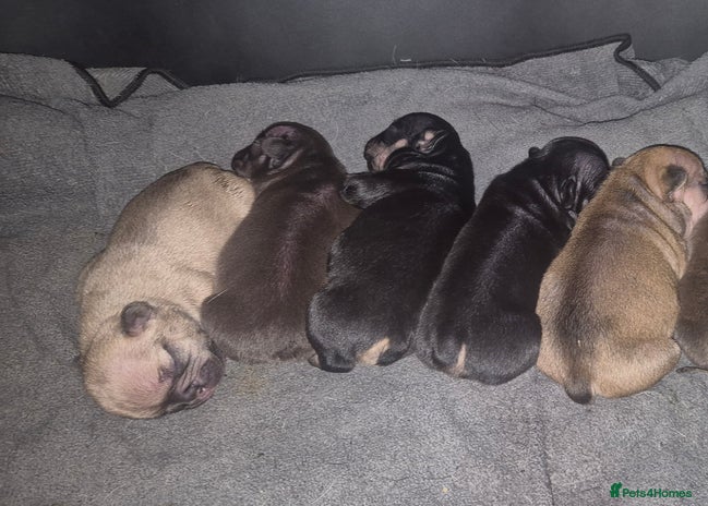 French Bulldog dogs - Advert 1