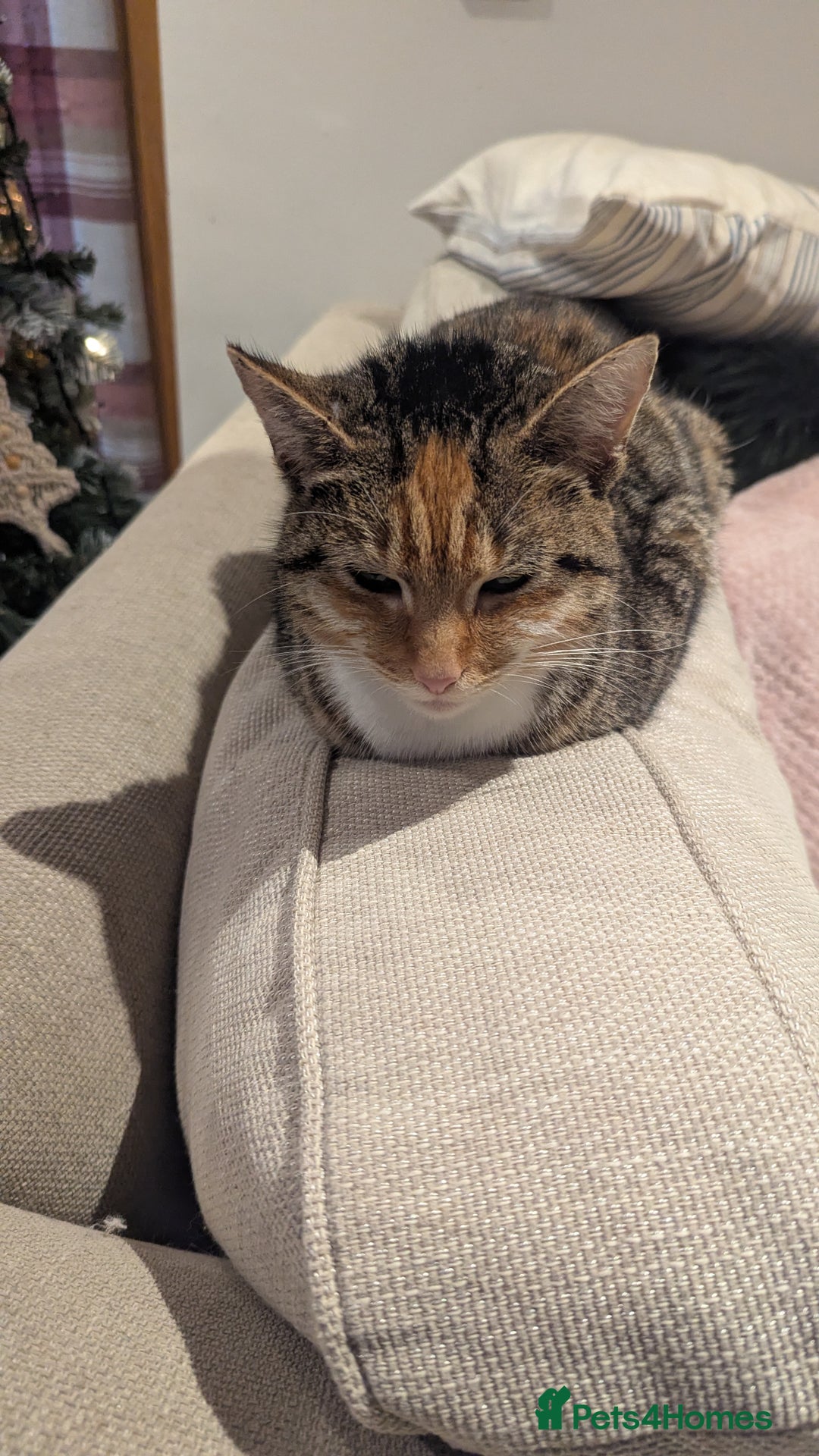 Mixed Breed cats for sale: Kittens - Advert 1