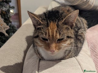 Mixed Breed cats Kittens - Advert 1