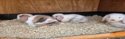 Mini Lop rabbits for sale: Stunning baby mini lops  - Advert 1
