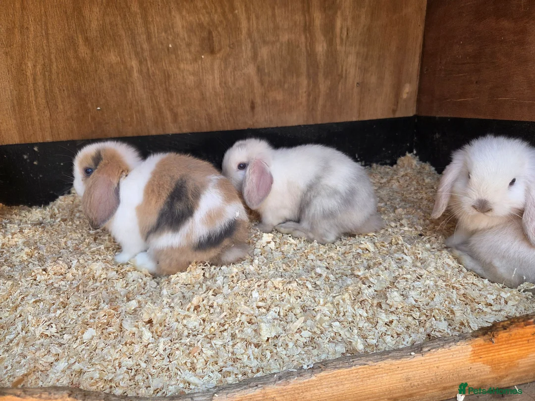 Mini Lop rabbits for sale: Stunning baby mini lops  - Advert 1