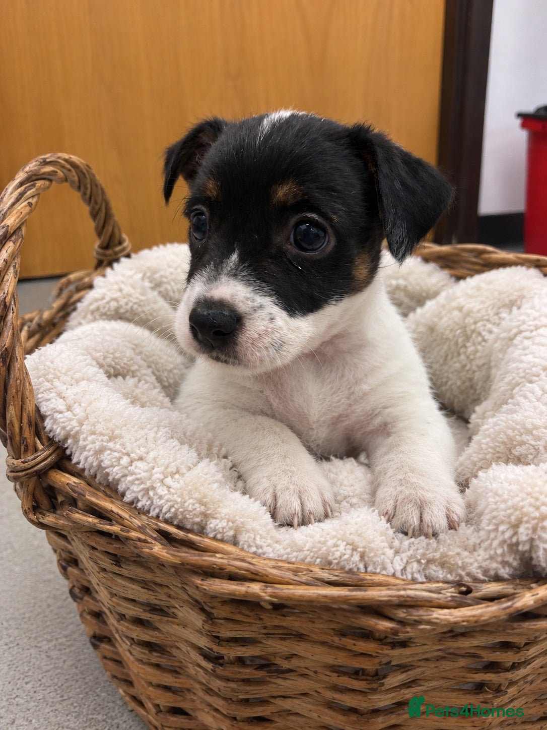 Jack Russell dogs 1 Beautiful Girl Left😍 Jack Russell Puppies🐶 - Advert 19
