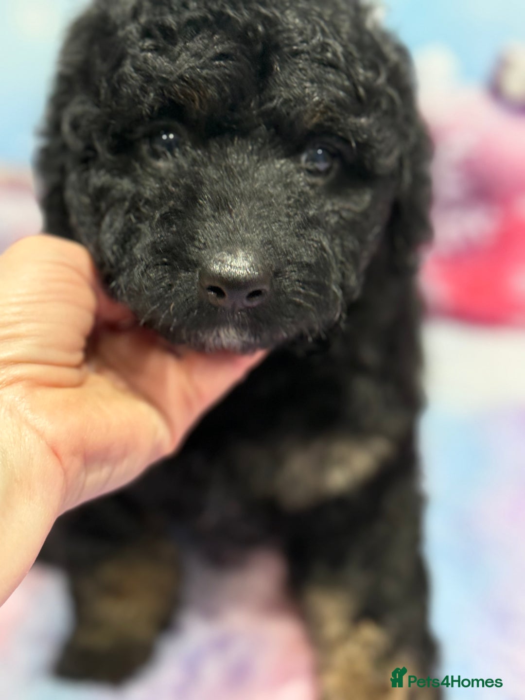 Bernedoodle dogs for sale: Bernedoodles - Advert 5