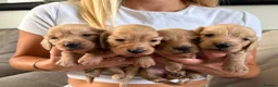 Miniature Dachshund dogs for sale: Longhair Miniature Dachshund  - Advert 1