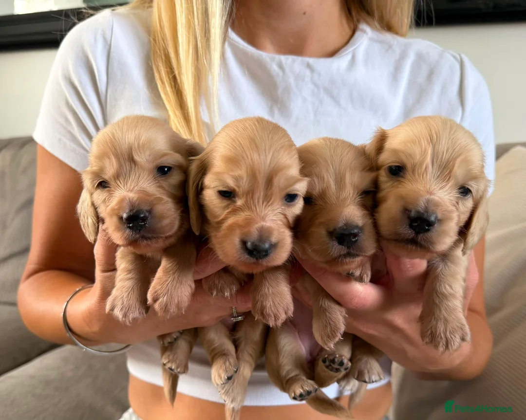 Miniature Dachshund dogs for sale: Longhair Miniature Dachshund  - Advert 1
