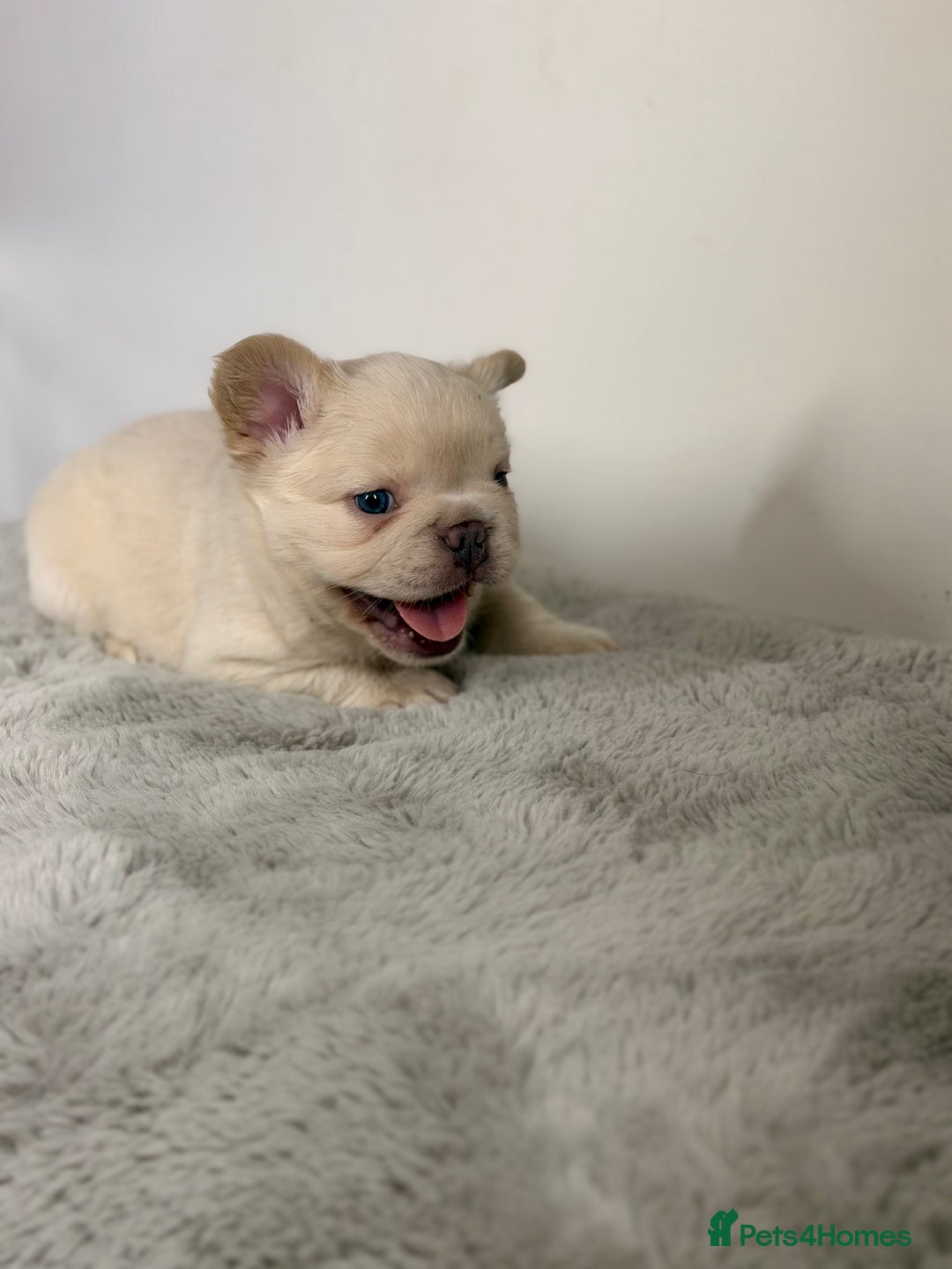 French Bulldog dogs for sale: Full visual outstanding fluffy frenchies - Advert 20