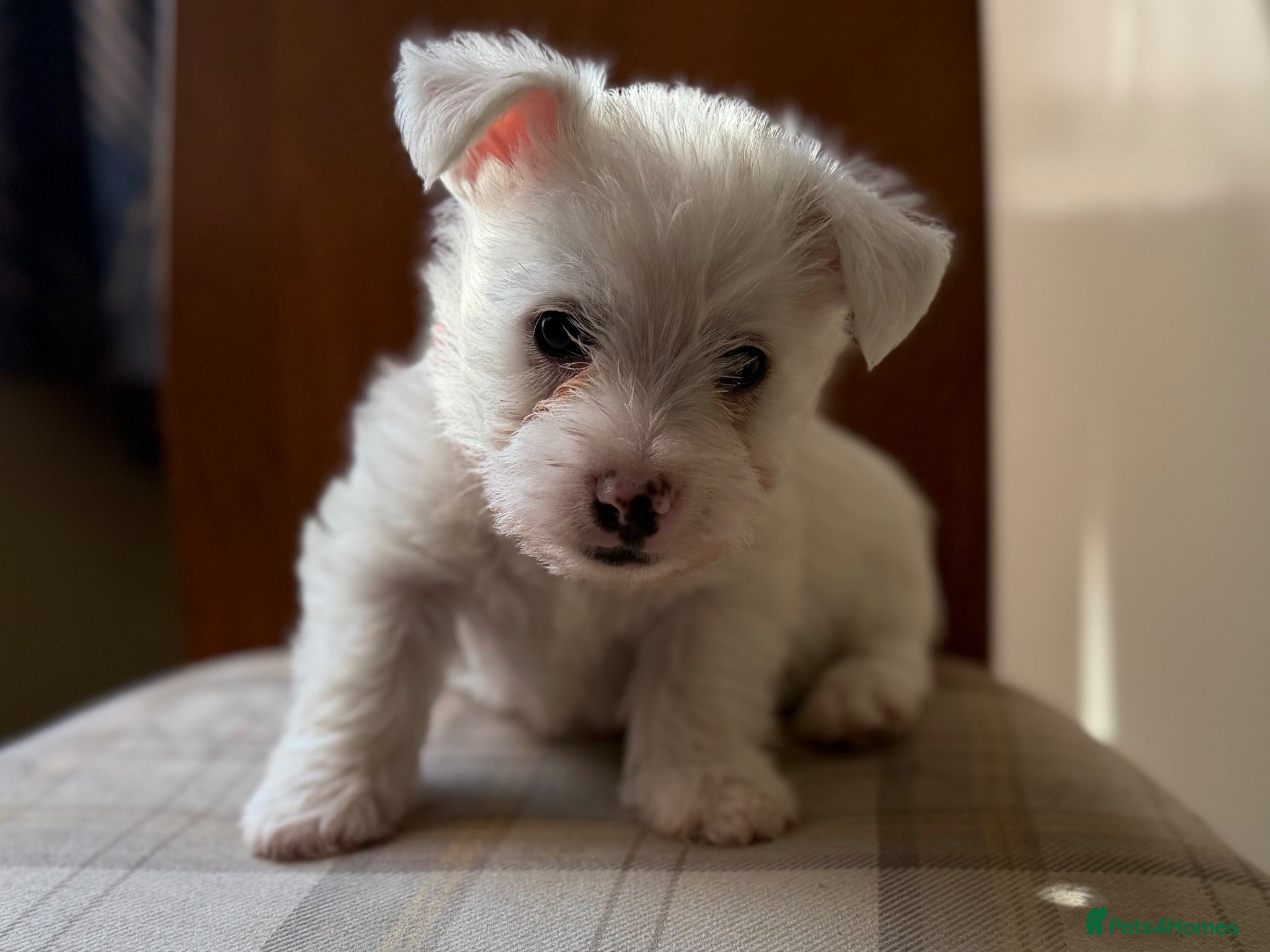 West Highland Terrier dogs West highland Terrier puppies for sale - Advert 1