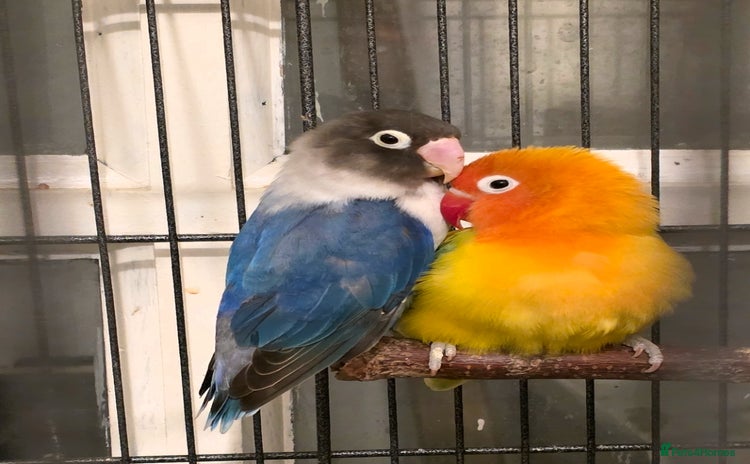 Lovebirds birds Lovebirds for sale  - Advert 3