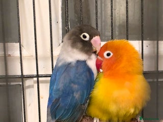 Lovebirds birds Lovebirds for sale - Advert 1