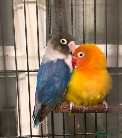 Lovebirds birds Lovebirds for sale - Advert 3