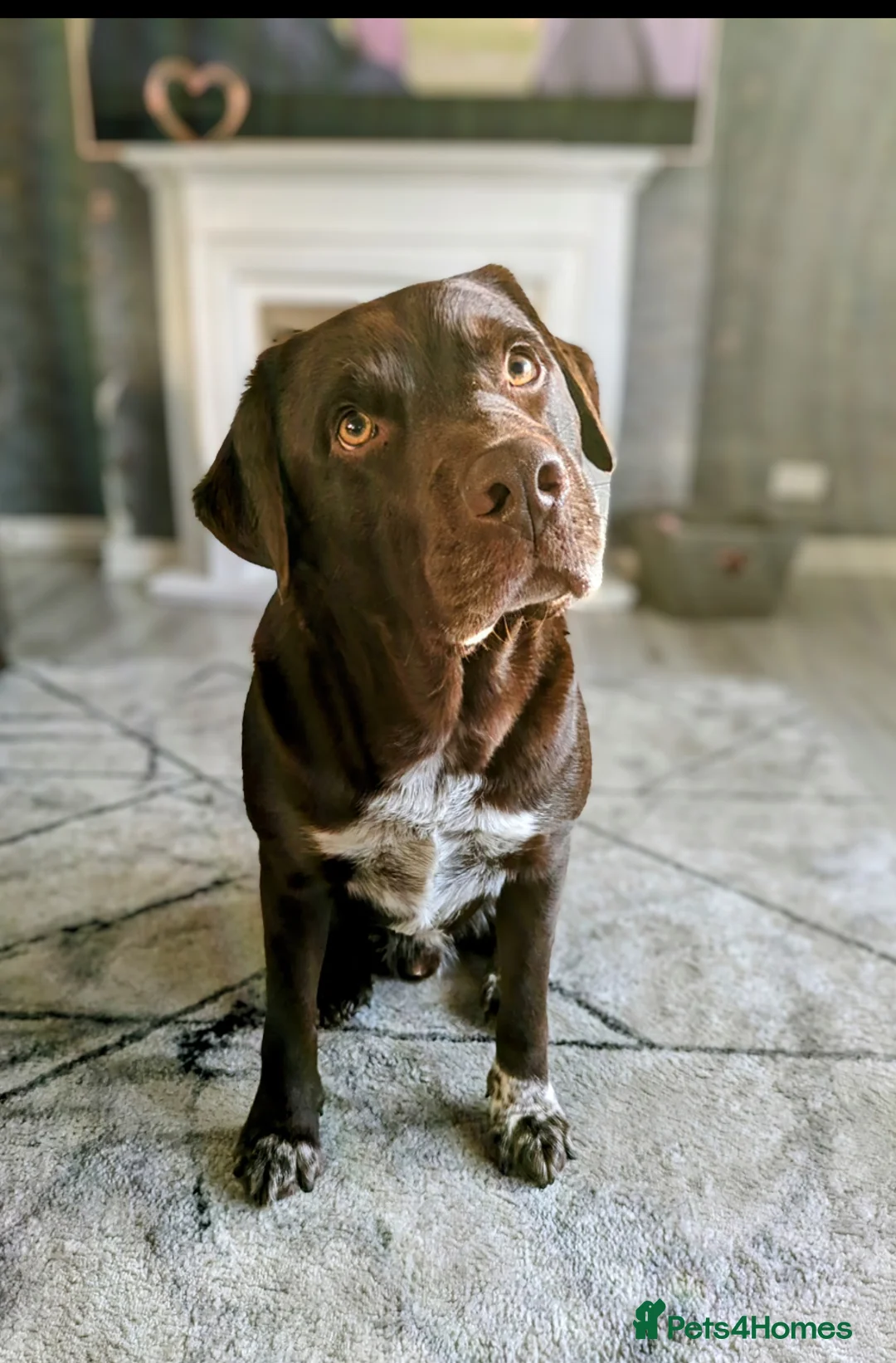 Mixed Breed dogs for sale: Labrabull Puppies  - Advert 4