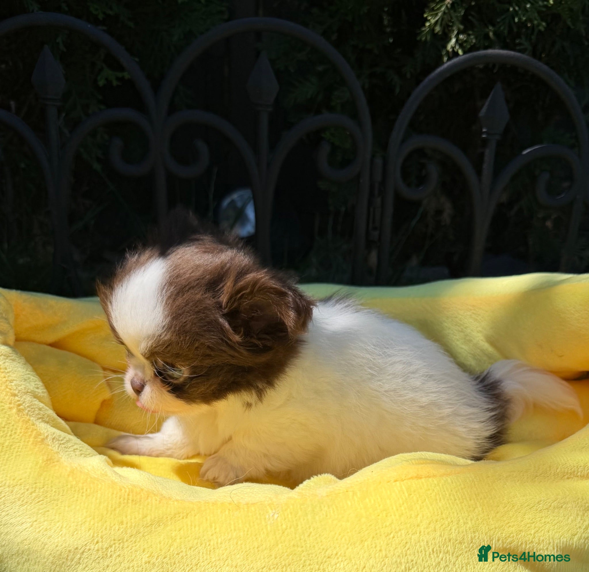 Chihuahua dogs KC registered long coat chihuahua puppies  - Advert 2