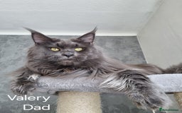 Maine Coon cats for sale: Purebred King Size Maine Coon kittens  - Image 26