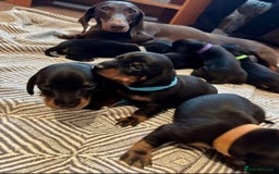 Miniature Dachshund dogs for sale: Beautiful girl dachshund - Image 7