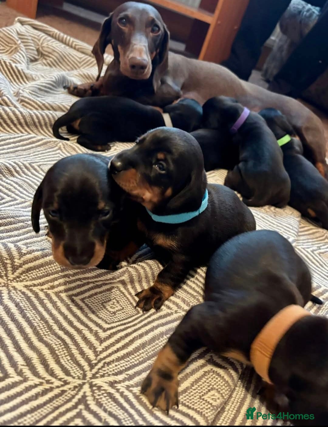 Miniature Dachshund dogs for sale: Beautiful girl dachshund - Image 7