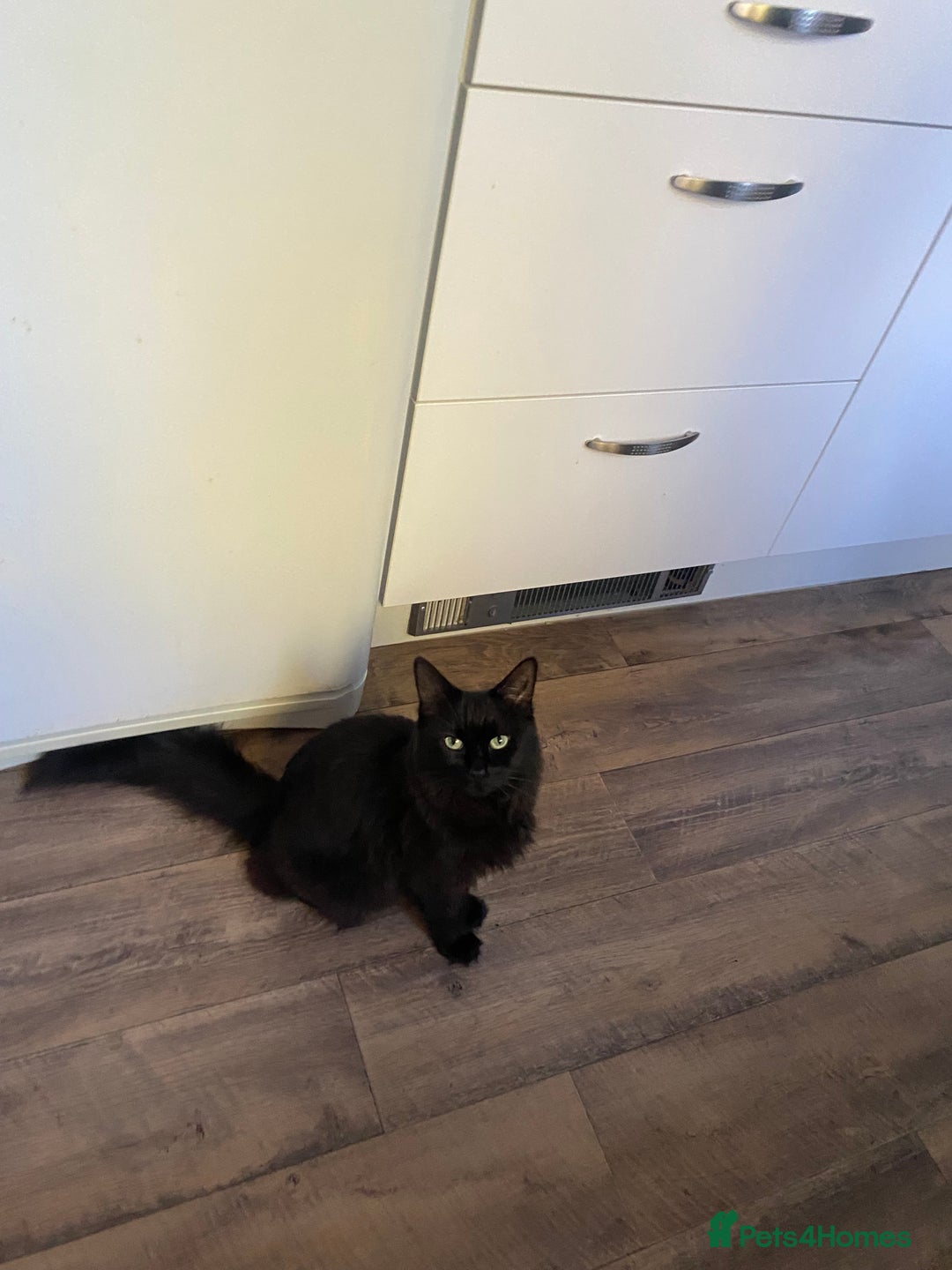 Mixed Breed cats for sale: Persian kittens 🐈‍⬛🐾 - Advert 2