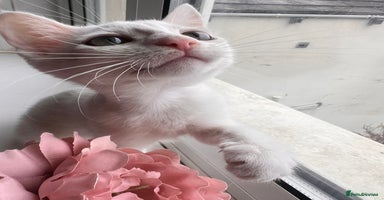 Turkish Van cats - Advert 1