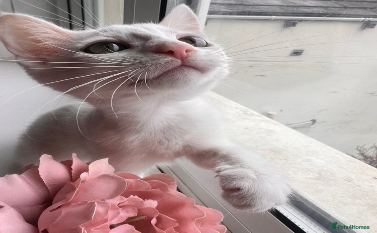 Turkish Van cats - Advert 1