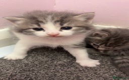 Mixed Breed cats for sale: 1 male 1 female tabby - Image 6