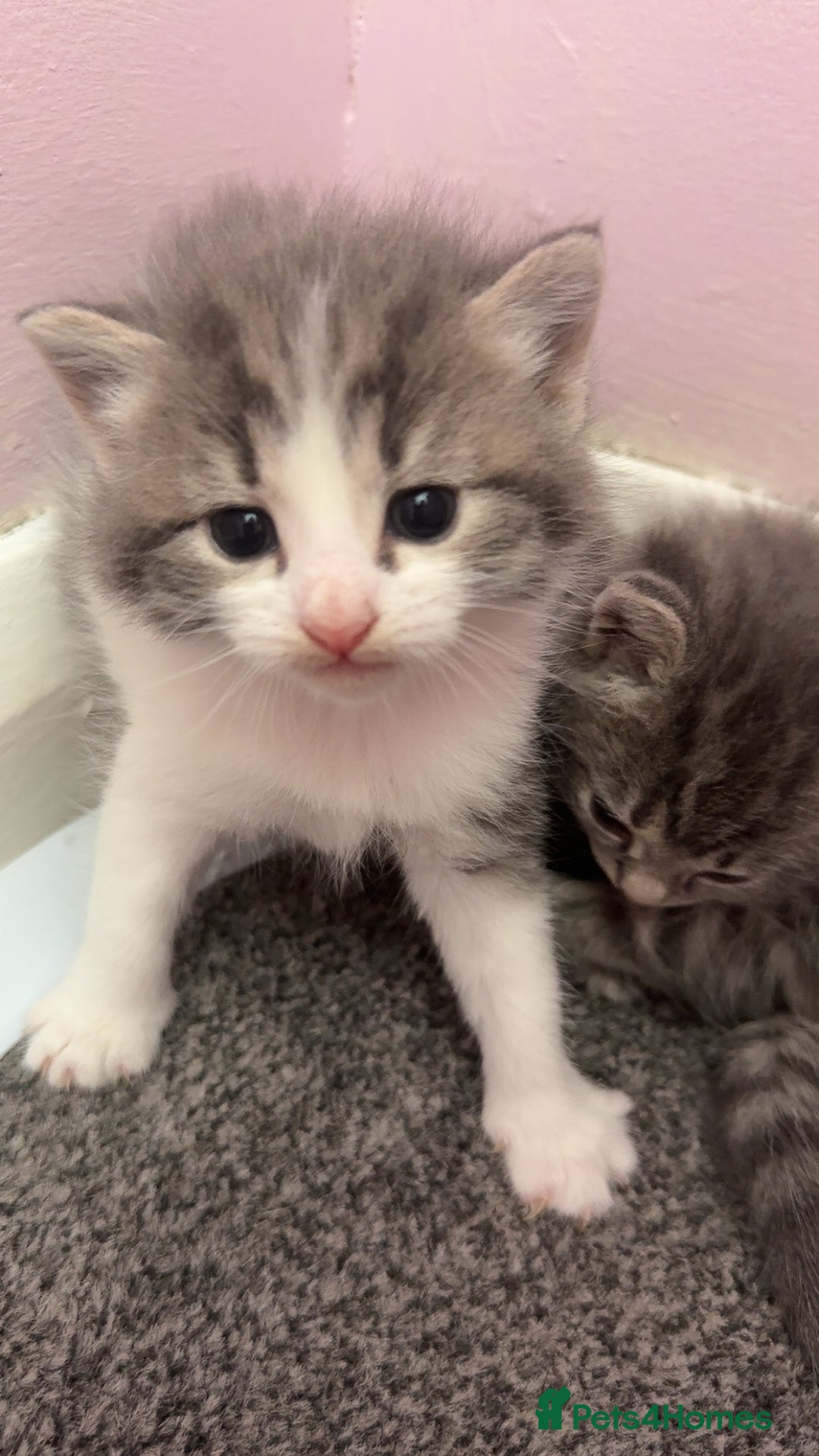 Mixed Breed cats for sale: 1 male 1 female tabby - Image 6