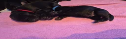 Labrador Retriever dogs for sale: Labrador black puppies  - Advert 25