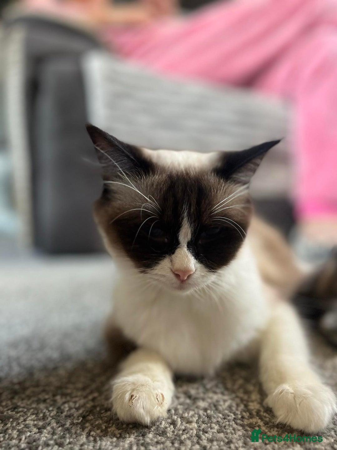 Ragdoll cats for sale: Beautiful seal point mitted snowshoe ragdoll  - Image 6