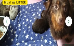 Mixed Breed dogs for sale: Long Haired Dachshund x lilac merle - Image 6