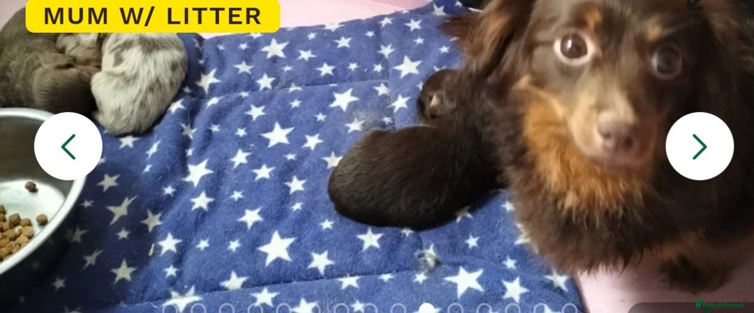Mixed Breed dogs for sale: Long Haired Dachshund x lilac merle - Image 6