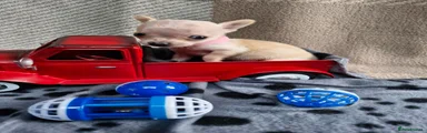 Chihuahua 2