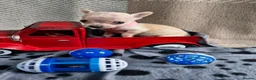 Chihuahua dogs for sale: Beautiful Tiny Chihuahua puppies  - Advert 14
