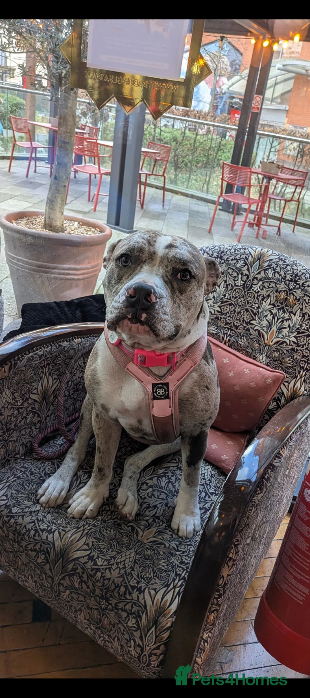 Mixed Breed dogs for sale: Boradore bully puppies for sale  - Advert 2