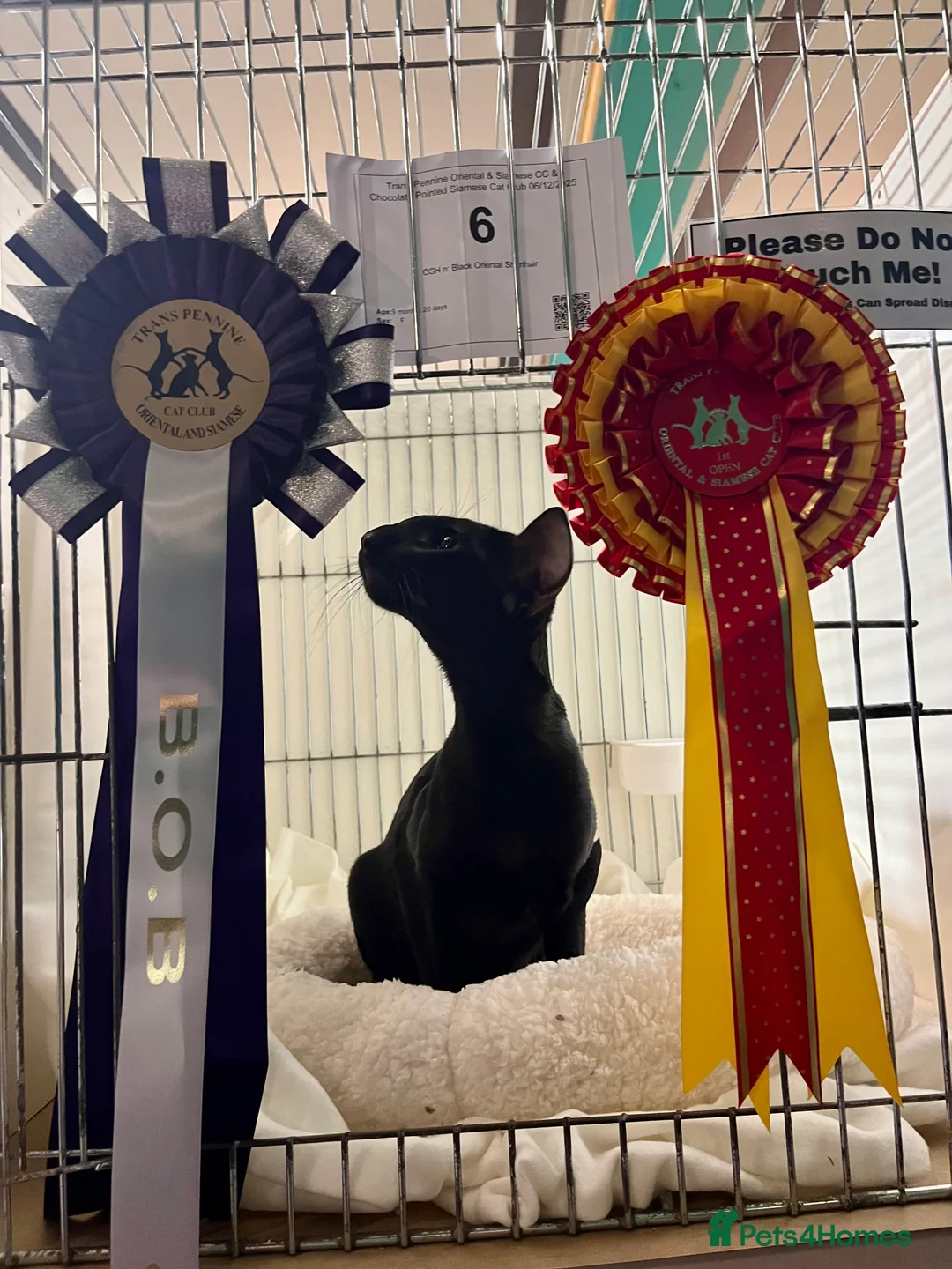 Oriental cats for sale: Supreme pedigree Oriental kittens GCCF reg - Advert 37