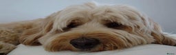 Australian Labradoodle dogs for sale: Australian labradoodles from Annetteslabradoodles  - Advert 23