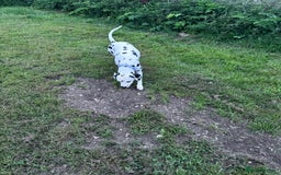 Dalmatian dogs for sale: Almost 2 year old Dalmatian  - Image 2