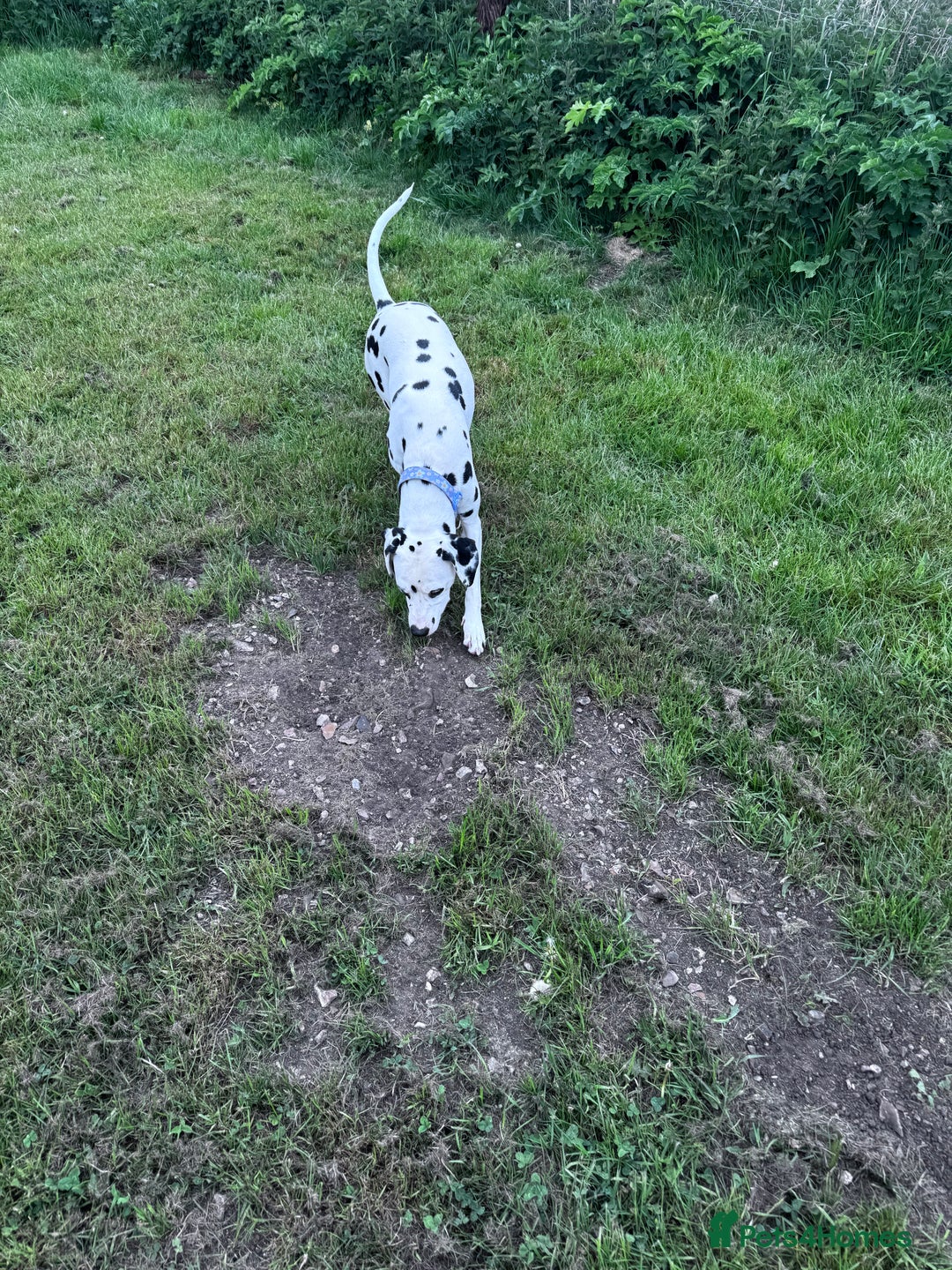 Dalmatian dogs for sale: Almost 2 year old Dalmatian  - Image 2