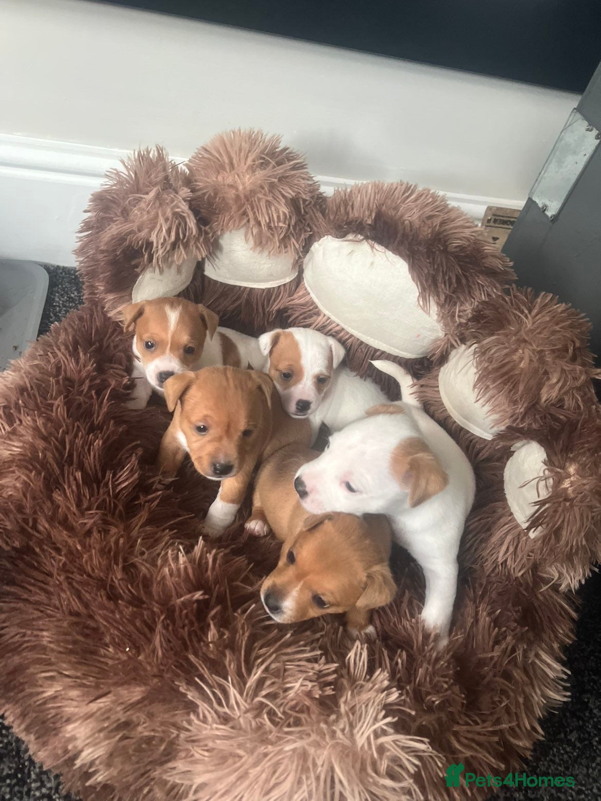 Jack Russell dogs Jack Russell puppies  - Advert 6