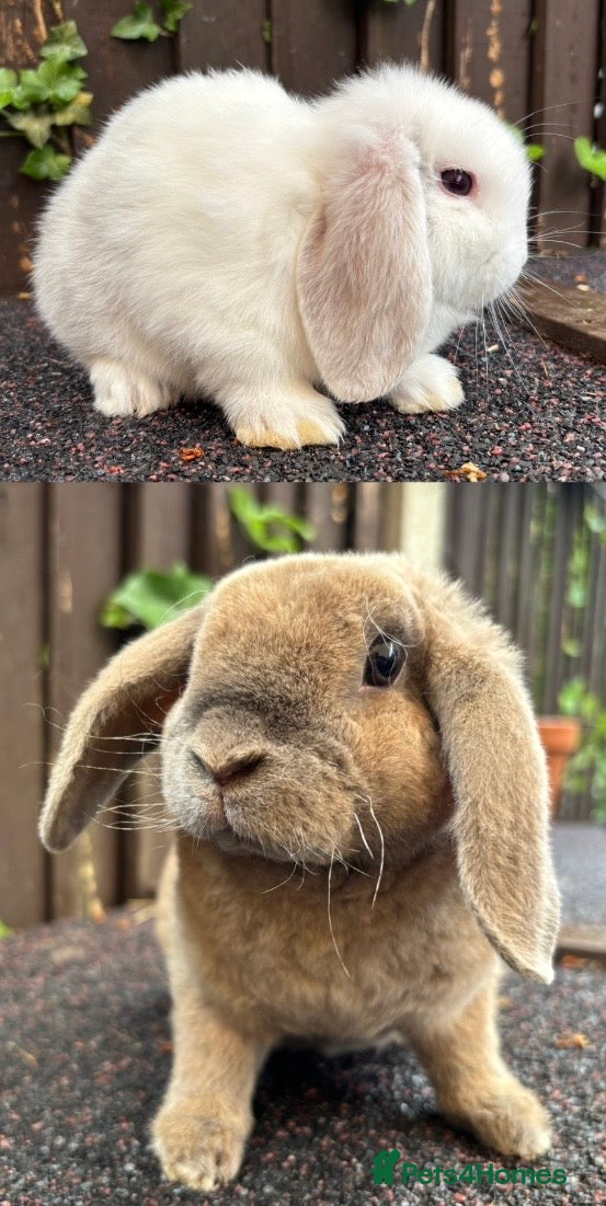 Mini Lop rabbits Mini Lop and Mini Plush Lop, ready to leave  - Advert 9