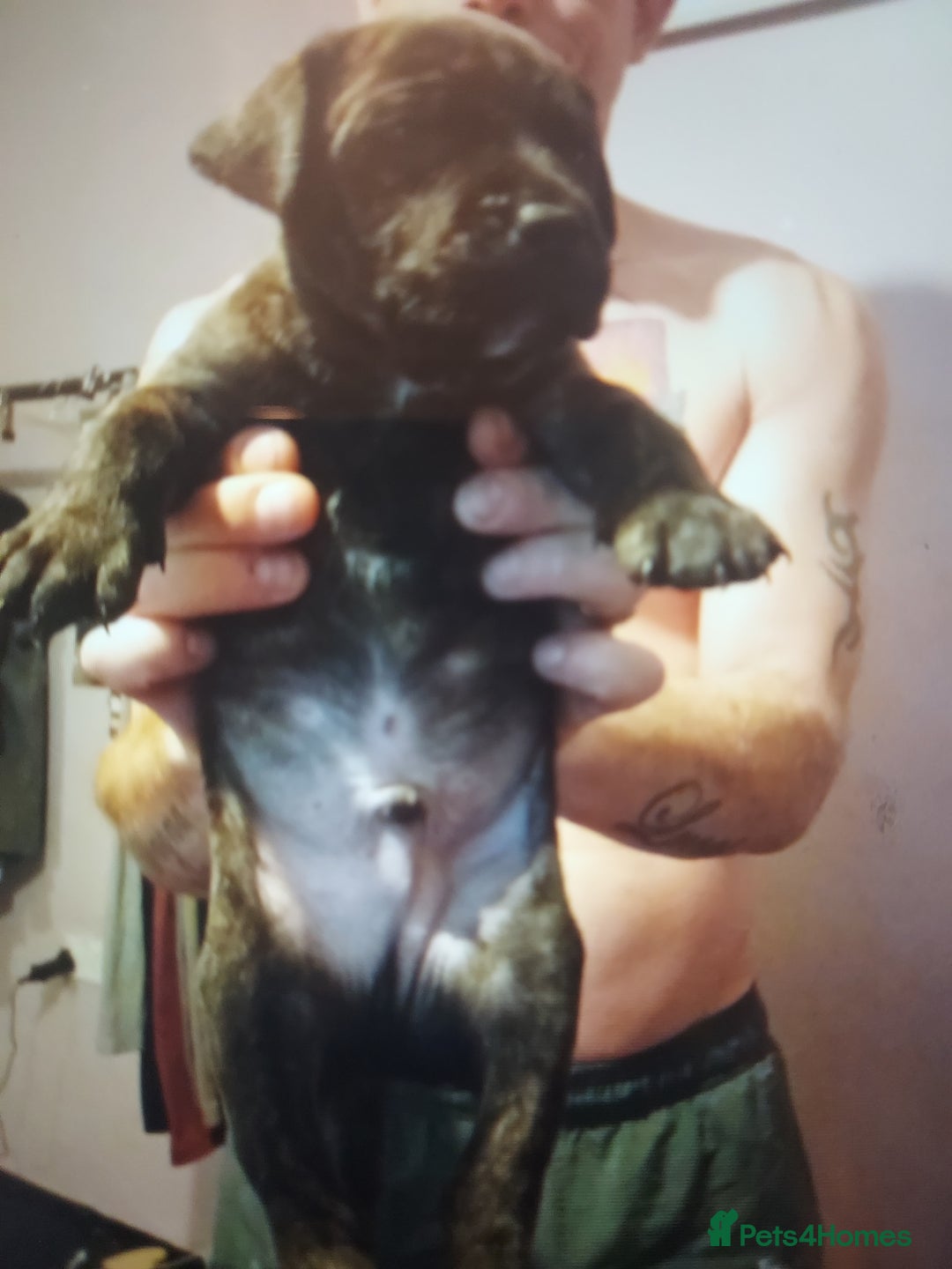 Staffordshire Bull Terrier dogs for sale: 1 male staffy puppy for sale  - Advert 4