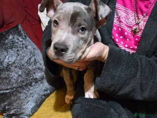 Mixed Breed dogs Bullmastiff cross Staffy - Advert 1