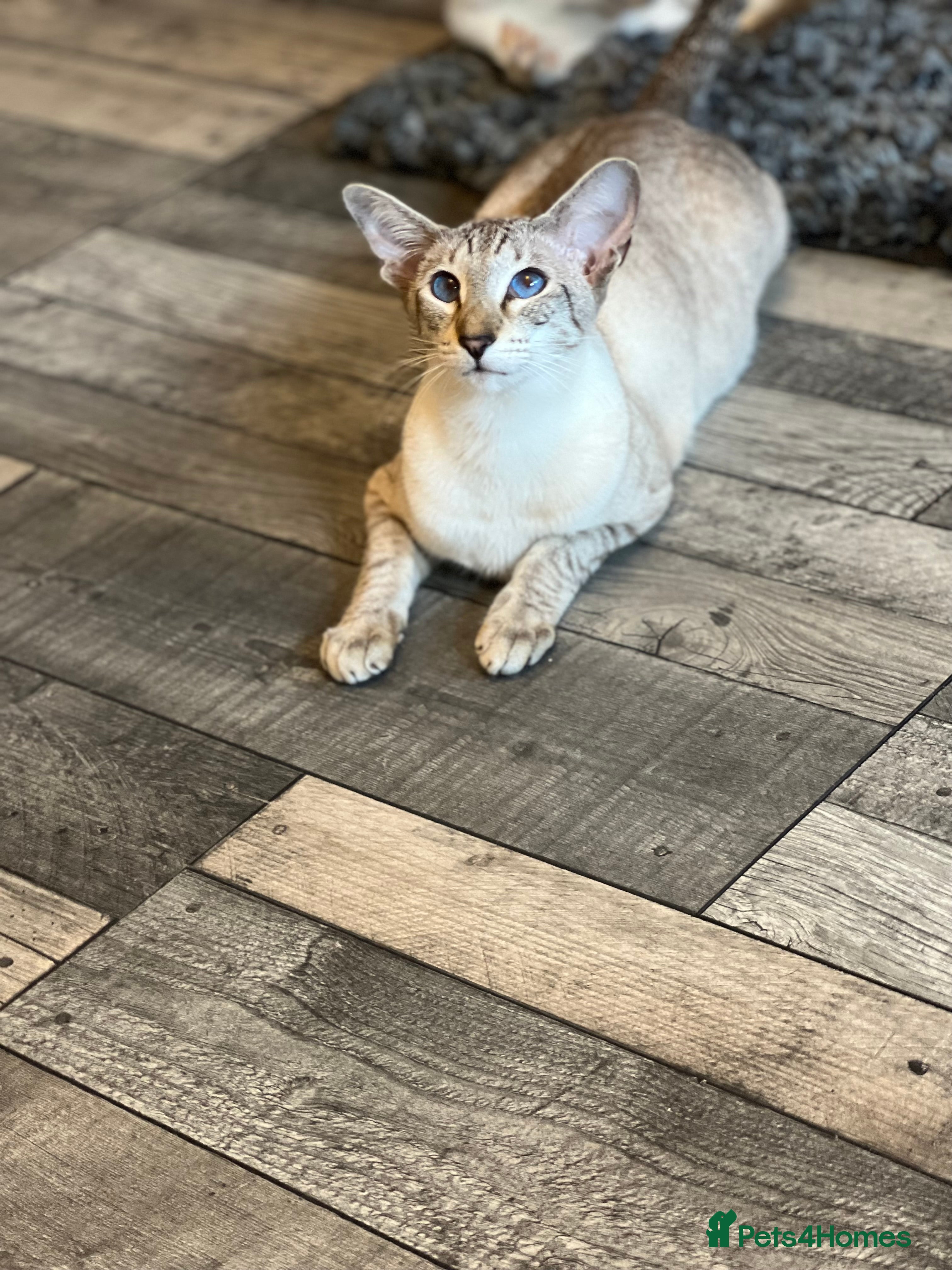 Siamese cats Stunning Gccf girls  - Advert 3