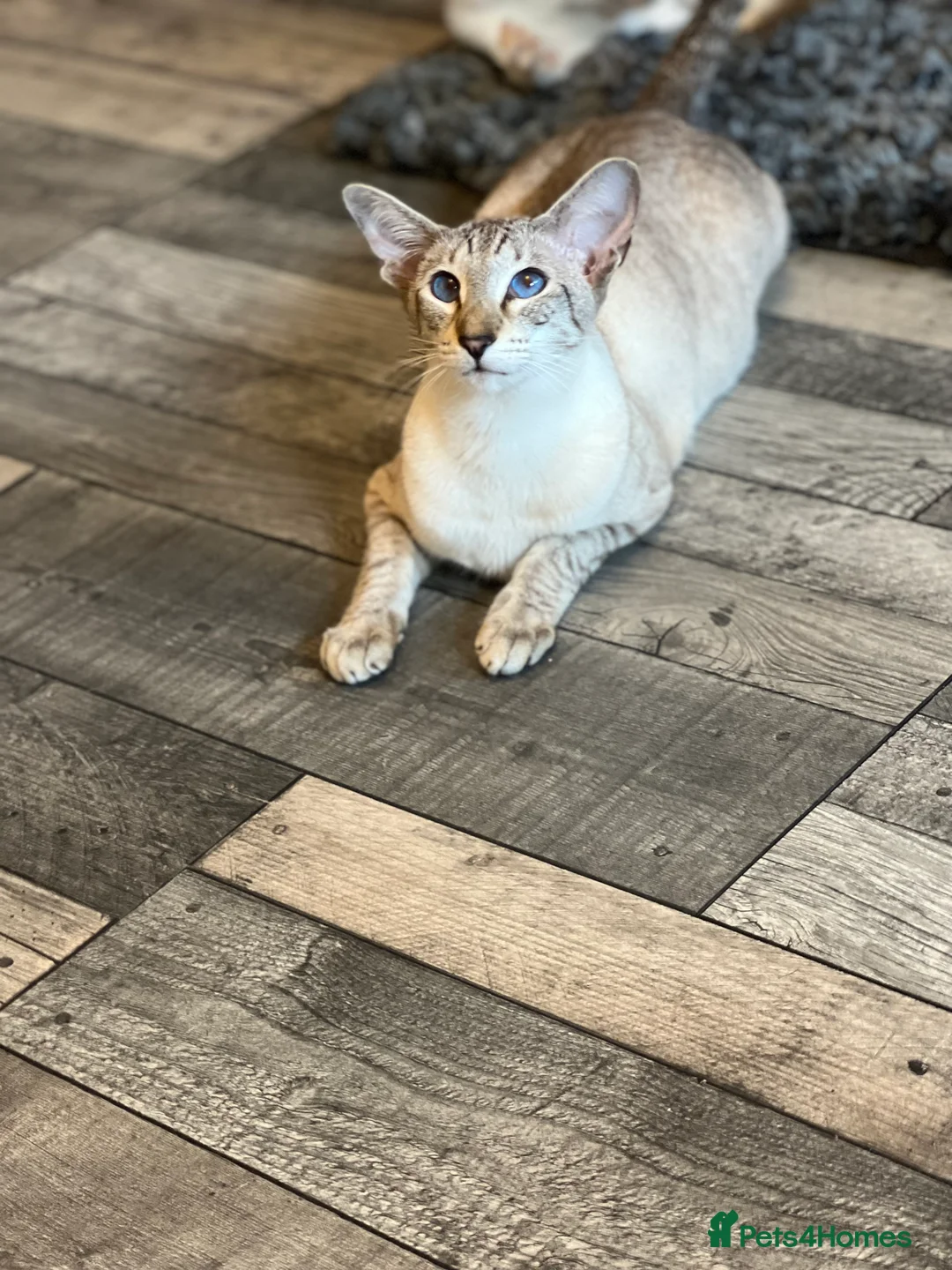 Siamese cats for sale: Stunning Gccf girls  - Advert 1