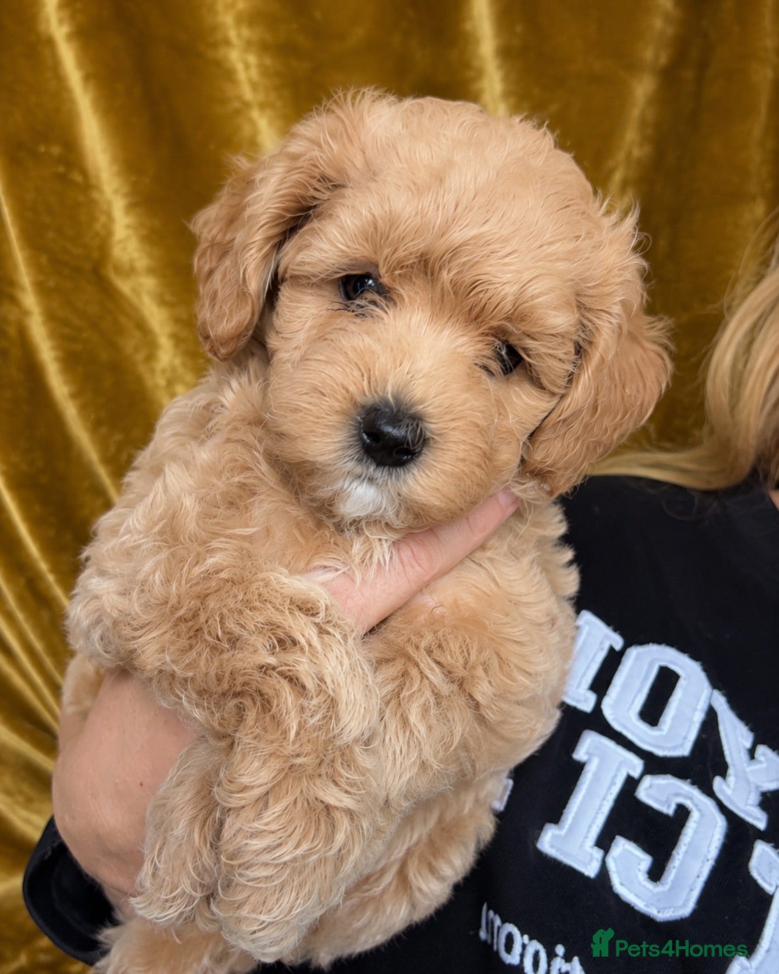 Mixed Breed dogs Toy Cockapoos, Top quality Toy poodle Hybrid mix - Advert 5