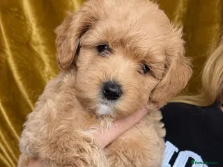 Mixed Breed dogs Toy Cockapoos, Top quality Toy poodle Hybrid mix - Advert 5