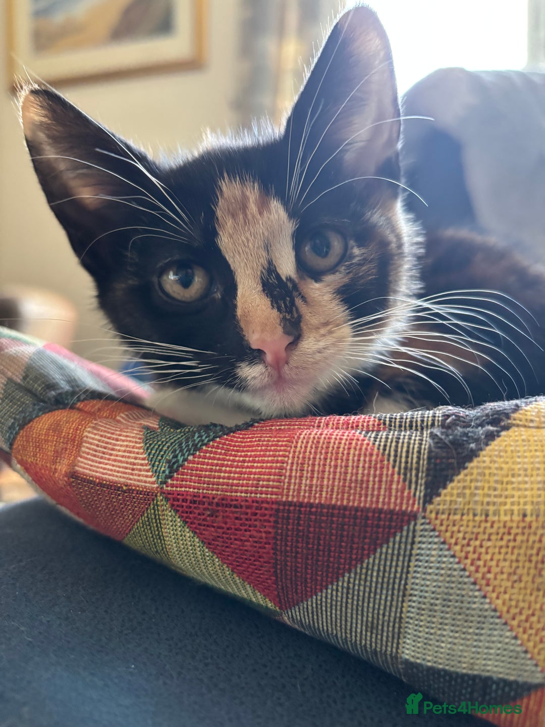 Mixed Breed cats for sale: 3 adorable kittens ready for their forever homes - Image 3